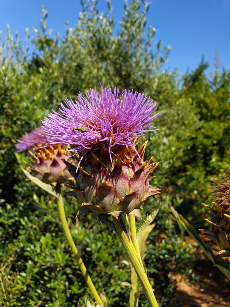 tendencias gastronómicas 2026